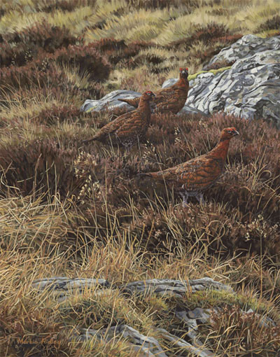 Red Grouse oil painting for sale -  original oil painting of red grouse  by artist Martin Ridley